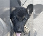 Small Photo #10 German Shepherd Dog Puppy For Sale in RUFFIN, SC, USA