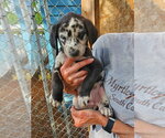 Small #1 Beagle Mix