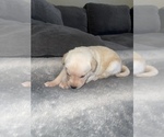 Small Photo #2 Labrador Retriever Puppy For Sale in LA PUENTE, CA, USA