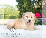 Small #4 Golden Retriever