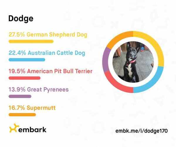 Medium Photo #3 Labrador Retriever-Unknown Mix Puppy For Sale in Dallas, TX, USA