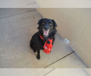 German Shepherd Dog-Unknown Mix Dogs for adoption in McKinney, TX, USA