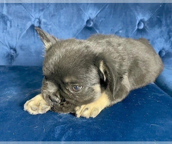 Medium Photo #27 French Bulldog Puppy For Sale in CAMPUS, NM, USA