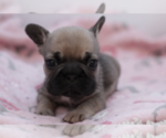 Small #2 French Bulldog