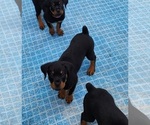 Small Photo #13 Rottweiler Puppy For Sale in DES MOINES, IA, USA