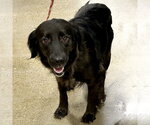 Small #2 Golden Retriever Mix