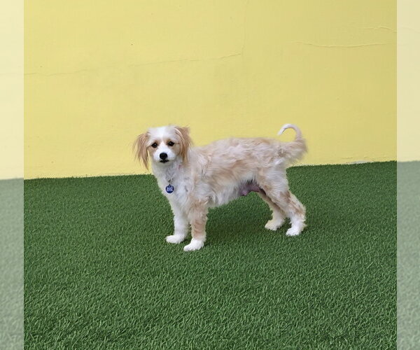 Medium Photo #2 Maltese-Unknown Mix Puppy For Sale in Plantation, FL, USA