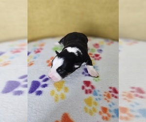 Australian Shepherd Puppy for sale in PHOENIX, AZ, USA