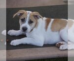Small Photo #5 Labrador Retriever-Unknown Mix Puppy For Sale in San Diego, CA, USA