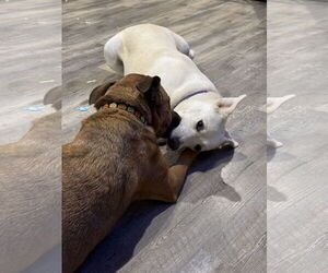 Willow - Female Labrador Retriever-Unknown Mix Dog for Adoption - Photo #8