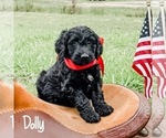 Image preview for Ad Listing. Nickname: Dolly