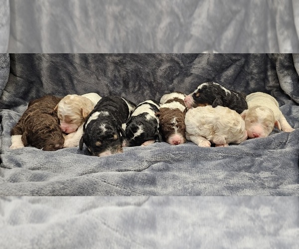 Medium Photo #1 Poodle (Standard) Puppy For Sale in MONROE, MI, USA