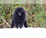 Small #38 Poodle (Toy)