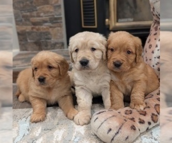 Medium Photo #1 Golden Retriever Puppy For Sale in SACRAMENTO, CA, USA