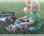 Small Photo #30 Weimaraner Puppy For Sale in WILLOWS, CA, USA