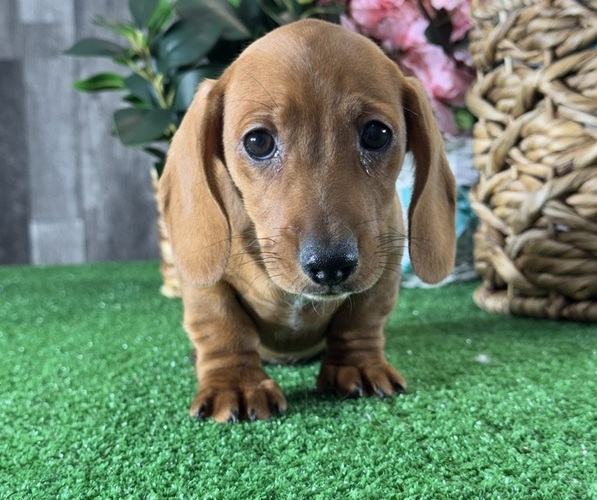 Medium Photo #7 Dachshund Puppy For Sale in CANOGA, NY, USA