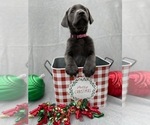 Small Photo #2 Labrador Retriever Puppy For Sale in HOLLY SPRINGS, NC, USA