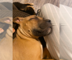Small #8 Boxer Mix
