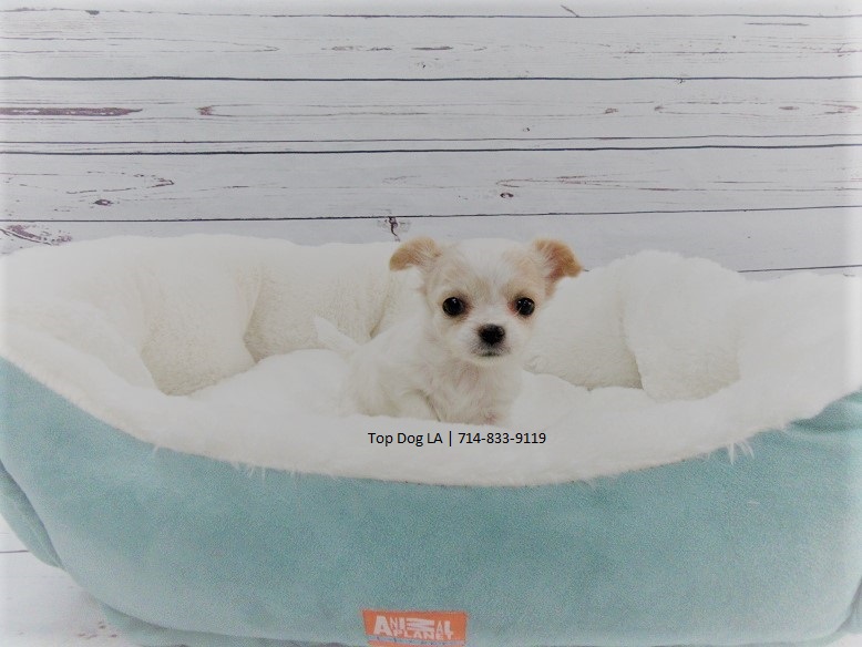 Medium Photo #1 Chihuahua Puppy For Sale in LA MIRADA, CA, USA