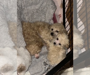 Poodle (Toy) Puppy for sale in ROANOKE, AL, USA