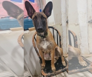 Father of the Belgian Malinois-Catahoula Leopard Dog Mix puppies born on 04/14/2025