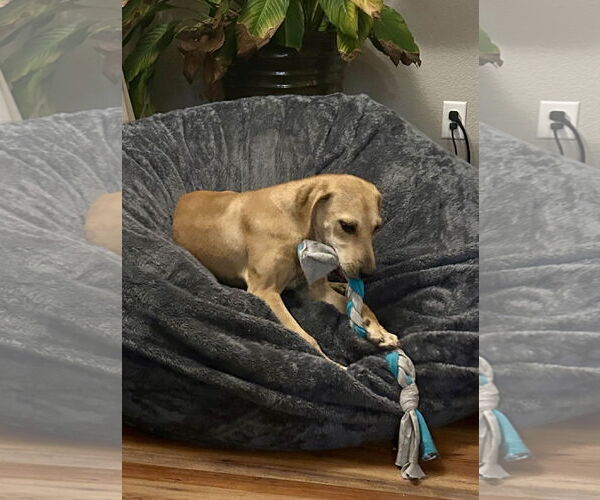 Medium Photo #15 Labrador Retriever-Unknown Mix Puppy For Sale in Fort Worth, TX, USA