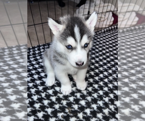 Medium Photo #1 Siberian Husky Puppy For Sale in COVINGTON, GA, USA