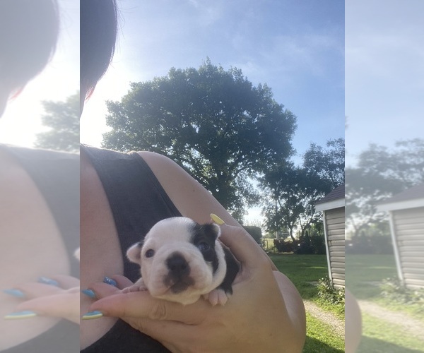 Medium Photo #9 Boston Terrier Puppy For Sale in FREDONIA, KS, USA