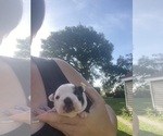 Small #8 Boston Terrier