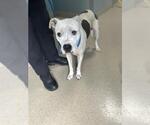 Small American Pit Bull Terrier
