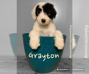 Old English Sheepdog Puppy for Sale in CENTURY, Florida USA