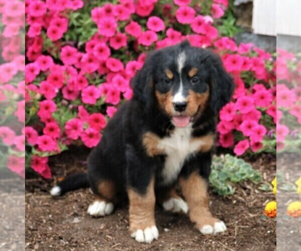 Medium Photo #1 Bernese Mountain Dog Puppy For Sale in QUARRYVILLE, PA, USA