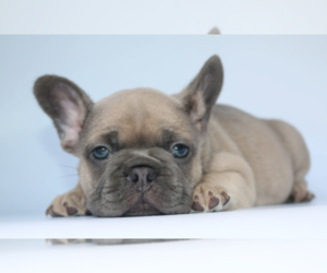 French Bulldog Puppy for sale in BRIDGE HAMPTON, NY, USA