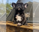 Small Photo #3 French Bulldog Puppy For Sale in PORTERVILLE, CA, USA