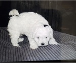 Small Photo #4 Poovanese-ShihPoo Mix Puppy For Sale in TILLER, OR, USA