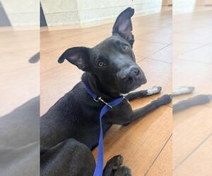 Labrador Retriever-Unknown Mix Dogs for adoption in San Antonio, TX, USA
