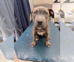 Small Labrador Retriever Mix