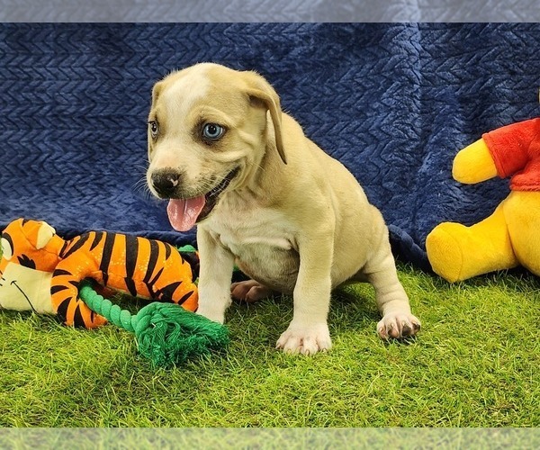 Medium Photo #11 Catahoula Leopard Dog Puppy For Sale in CUMBY, TX, USA