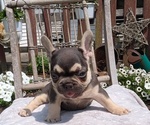 Small Photo #40 French Bulldog Puppy For Sale in GOSHEN, IN, USA