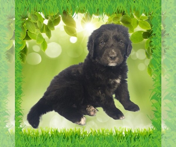 Medium Photo #1 Golden Mountain Dog Puppy For Sale in BLACK FOREST, CO, USA