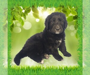 Medium Golden Mountain Dog
