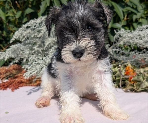 Medium Photo #2 Schnauzer (Miniature) Puppy For Sale in GOSHEN, IN, USA
