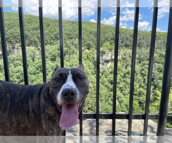 Medium Photo #3 American Pit Bull Terrier-Unknown Mix Puppy For Sale in Strongsville, OH, USA
