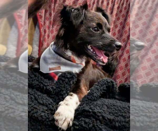 Medium Photo #1 Chihuahua-Colonial Cocker Spaniel Mix Puppy For Sale in Bellingham, WA, USA