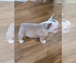 Small Photo #12 French Bulldog Puppy For Sale in GARLAND, TX, USA