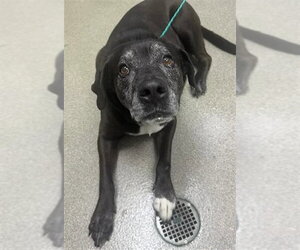 Rottweiler-Unknown Mix Dogs for adoption in Las Vegas, NV, USA