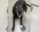 VEGETA - Male Rottweiler-Unknown Mix Dog for Adoption - Small photo