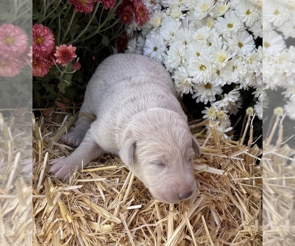 Medium Photo #20 Labrador Retriever Puppy For Sale in LEASBURG, MO, USA