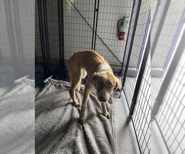 Medium Photo #1 German Shepherd Dog Puppy For Sale in Bakersfield, CA, USA