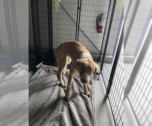 German Shepherd Dog Dogs for adoption in Bakersfield, CA, USA